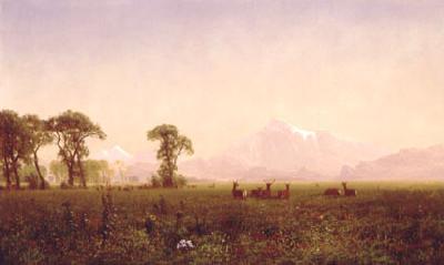 Albert Bierstadt Elk Grazing in the Wind River Country France oil painting art